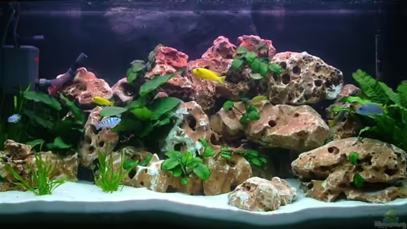 Das ist mein kleines Mbuna Becken !!