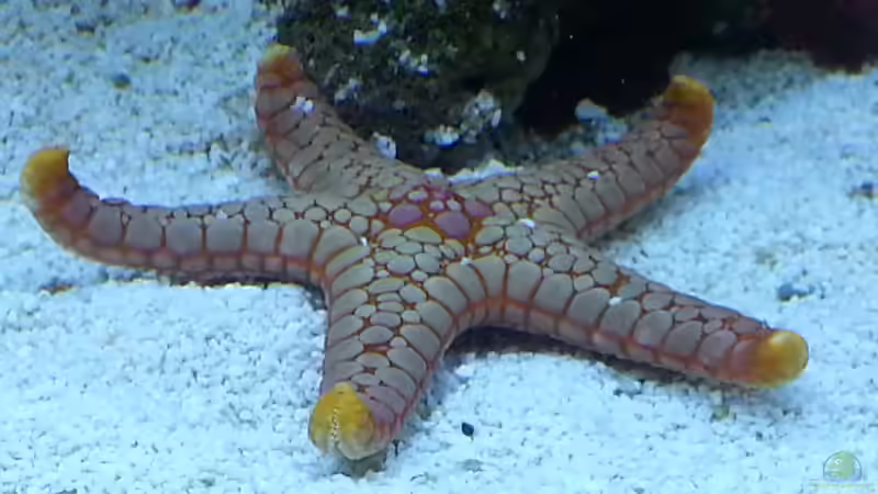 Das ist mein neuer Seestern ! von urbi (101)