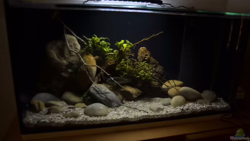 das ist Original Helligkeit des Beckens von Didi (1)