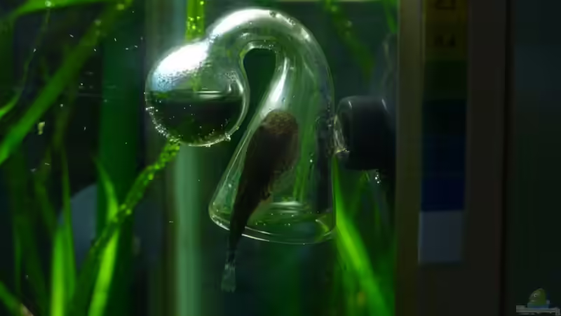 Das ist seine Lieblingsstelle! von Arami Gurami (25)