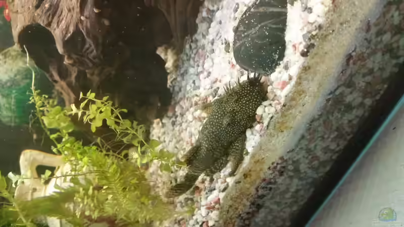 das ist unser Alvin von SvenDerGroße (14)