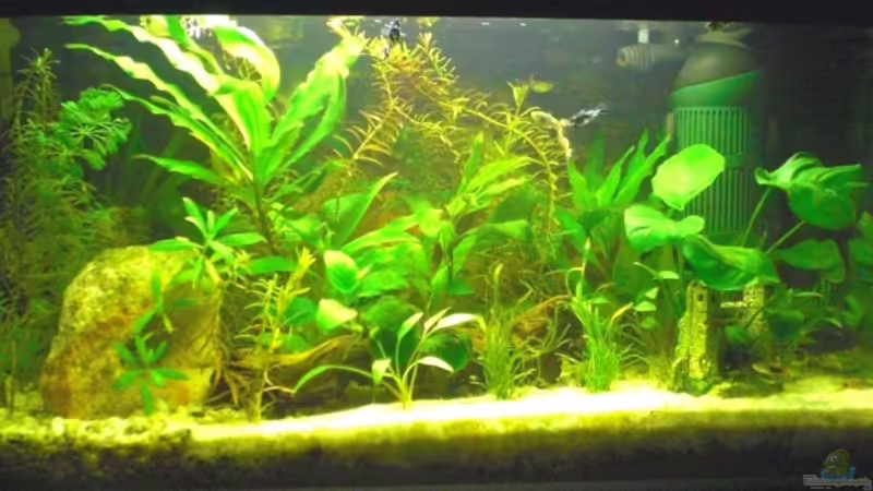 Das ist unser Anfänger-Aquarium