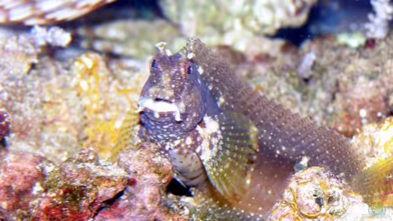 das ist unser ´Horst´ von René Geisler (28)