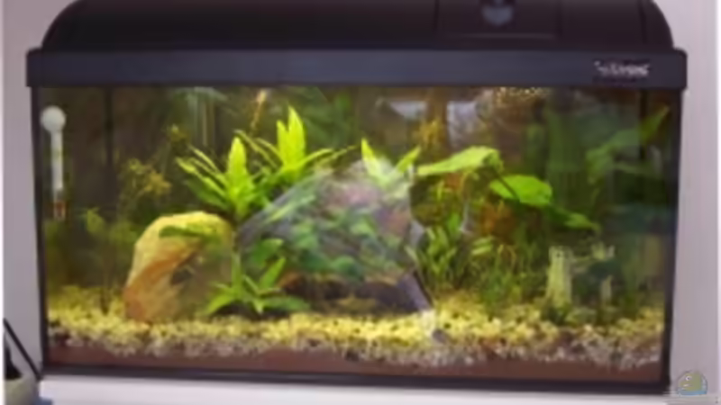 Das ist unser neues gestaltettes Foto mit Fischen  von Kerstin Zänker (2)