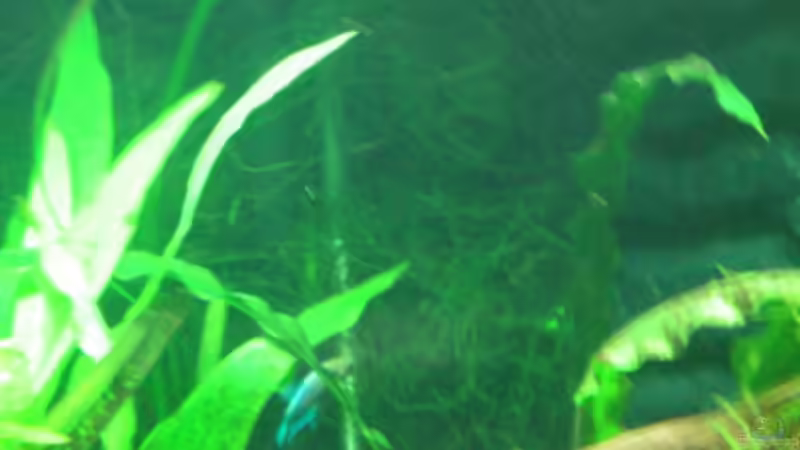 Das Javamoos an der Matte macht sich großartig von Thomas Ahrens (22)