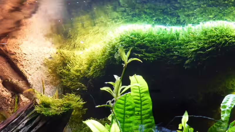 das Javamoos wächst und wächst von Thomas Müller (34)