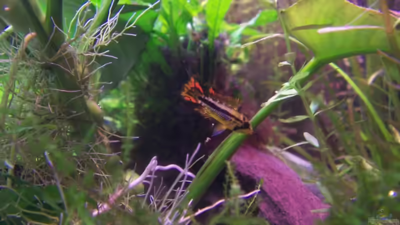 Das junge Männchen von Jana_ (20)