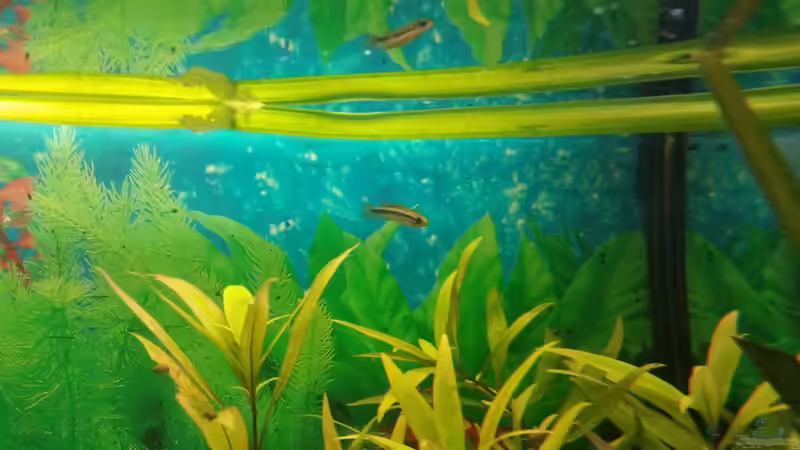 das junge Männchen von SvenDerGroße (24)