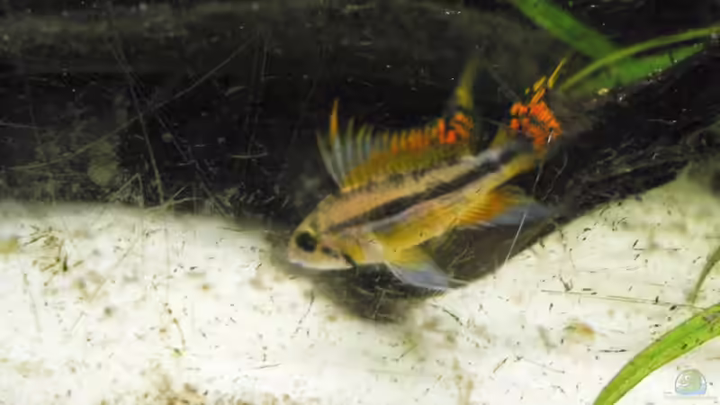 Das Kakadu-zwergbuntbarsch Männchen von flixkohl (5)