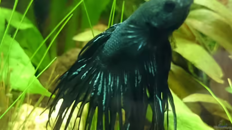 Das Kampffisch-Männchen von Jahira (24)