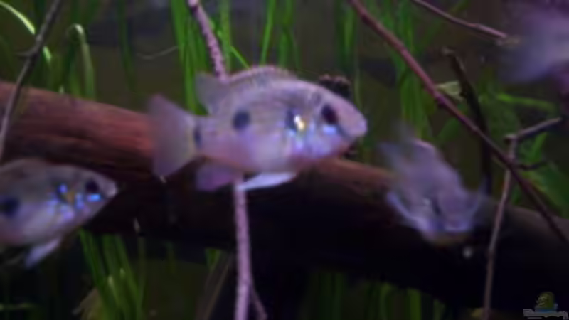 Das Kasewe Waldgebiet Aquarium