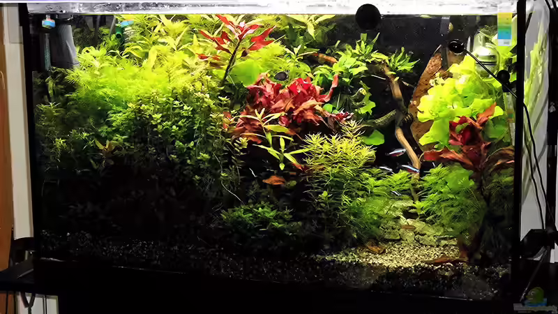 Das kleine Amazonas Scape zur Abenddämmerung  von odin 68 (106)