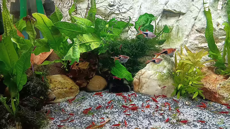 Das kleine Asien... wurde neu Eingerichtet.  von odin 68 (42)