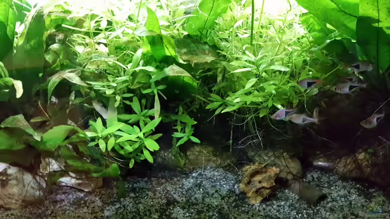 Das kleine Asien Becken - Stand - September - 21 - von odin 68 (75)