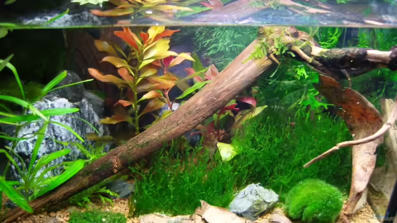 Das kleine Garnelenparadies von Aquarienfreund44 (1)