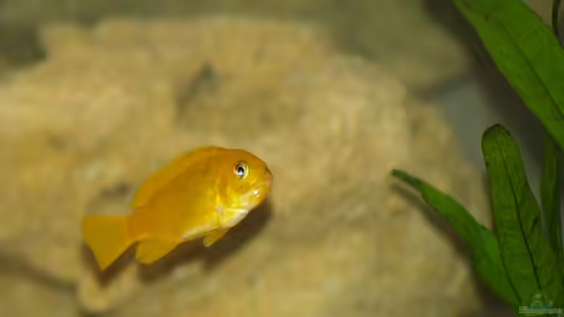 das kleine Ps Salousi Weibchen von Nicole Schmidt (8)