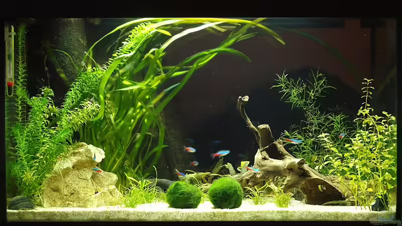 das kleine schw... grüne von rapid (1)