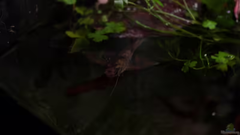 Das kleinere Tier von Koehler (41)