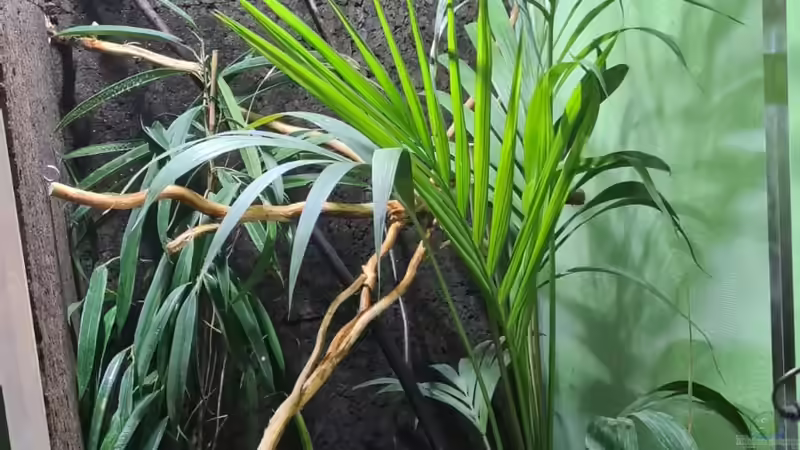 Das Klettergerüst entsteht.  von Cichliden-Kabuff (22)