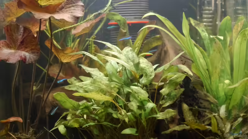 Das Knurrerbecken am 17.02.2015 von Glückspirat82 (1)