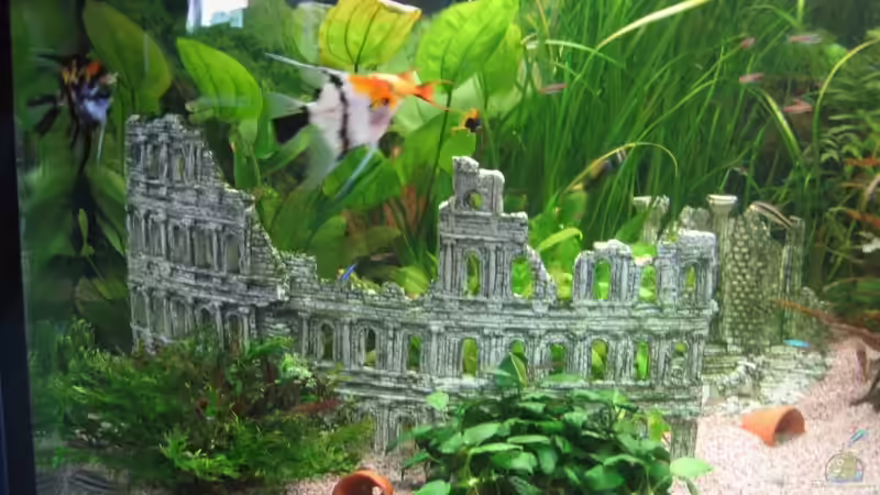 Das Kolosseum von Beat Affolter (14)