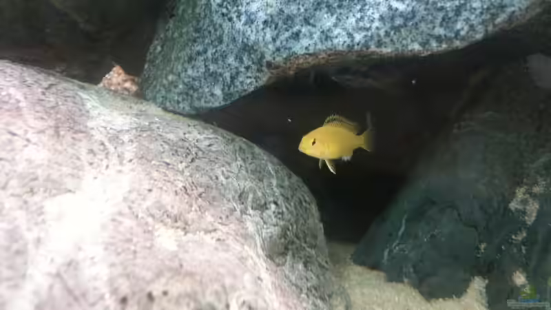 Das kommt dabei raus  von Udo Lehr (26)