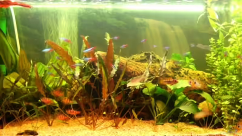 Das komplette Becken von vorne, nur die Fische sind etwas unscharf. Warum bewegen die sich auch dauernd?!?