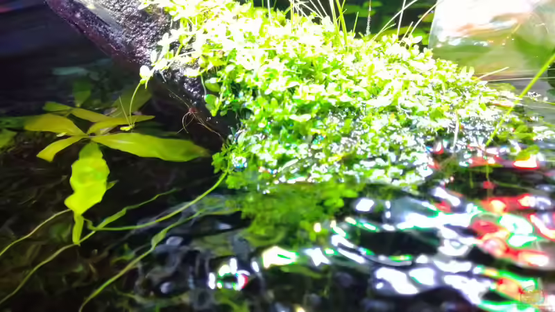 Das Kuba Perlkraut wächst wunderschön auf der Wurzel unter sowie über der Wasseroberfläche von Lance Hardwood (22)