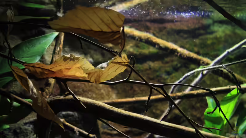 Das Laub im Wasser von Florian Bandhauer (33)