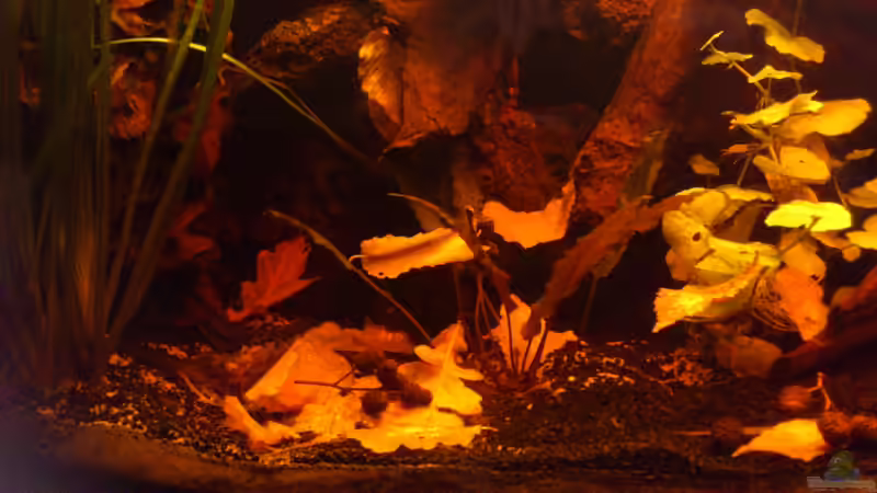 Das Laub und Erlenzäpfchen von Kai Heermann (10)