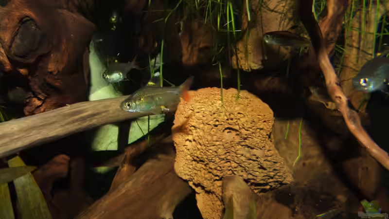 Das Lavagestein musste weichen- die Gestaltung war mir dann doch zu voll und wuchtig von Denise83 (20)