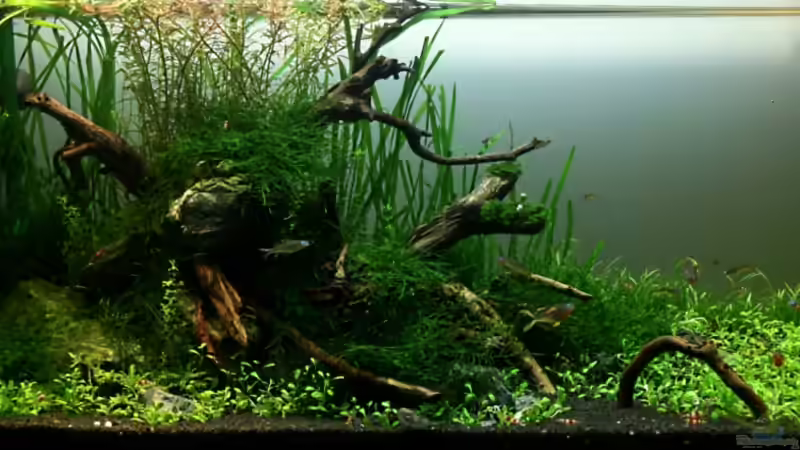 Das Layout ohne Hintergrundbeleuchtung von Arami Gurami (4)