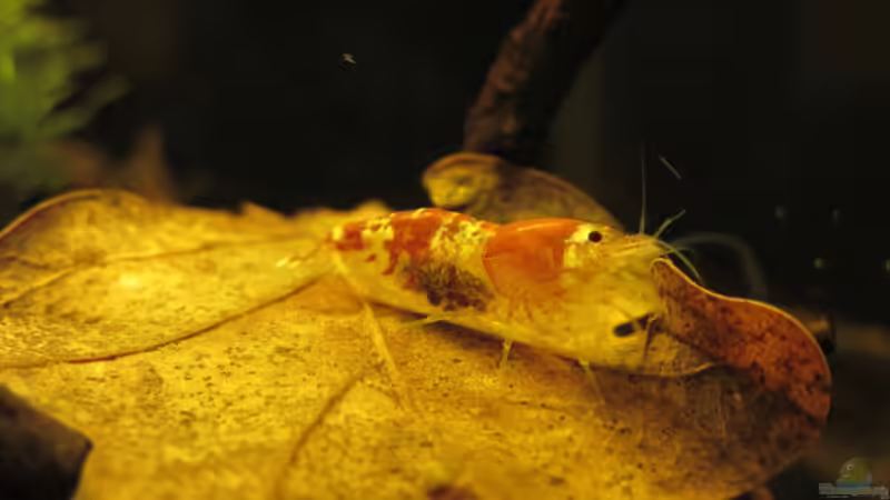 Das Leben einer Zwerggarnele oder wie alles beginnt !!