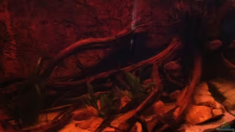 Das Leben kehrt bei Sonnenaufgang zurück. von GGuardiaNN (15)