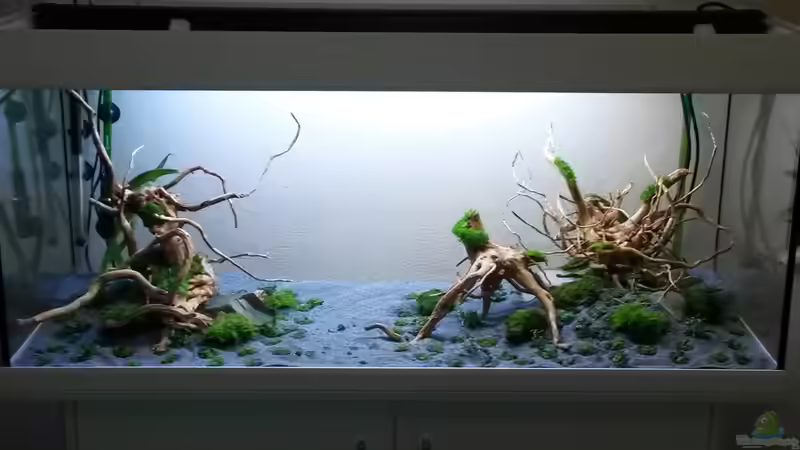 Das letzte Bild ohne Wasser. (Alt) von Skalarjoe (19)