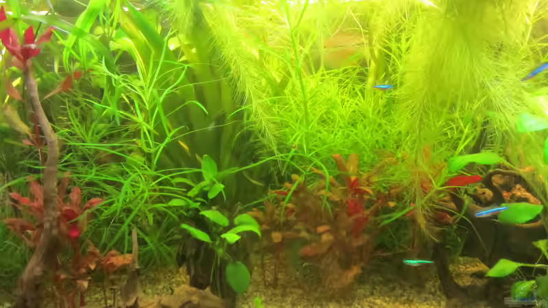 Das Licht noch ausreichend von Mofafi-Liebhaber (7)