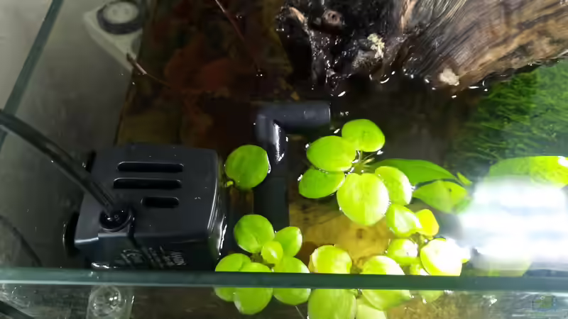 Das Limnobium Laevigatum im vorderen Bereich als weiterer Unterschlupf und Steigerung des Wohlbefinden von David Schneider Aquaristik (4)