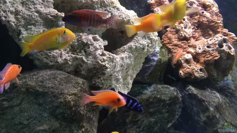 das Lochgestein ist mittlerweile raus von Malawifürst (2)