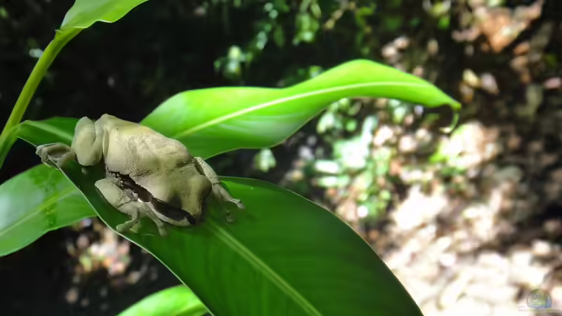 Das macht Bananenfrösche zu beliebten Terrarientieren