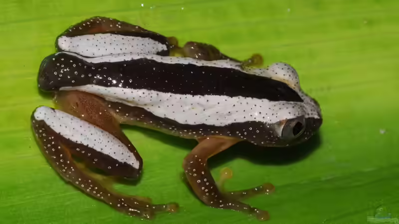 Das macht Bananenfrösche zu beliebten Terrarientieren