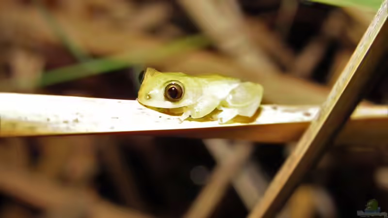 Das macht Bananenfrösche zu beliebten Terrarientieren