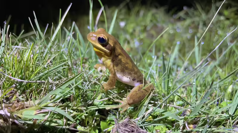 Das macht Bananenfrösche zu beliebten Terrarientieren
