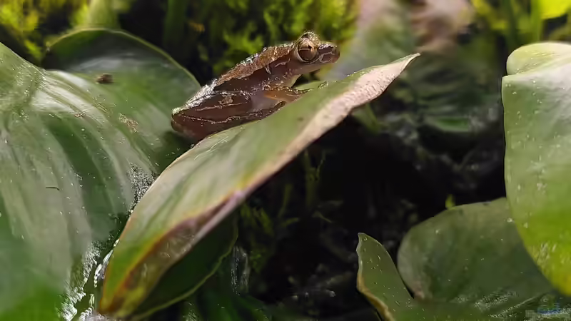 Das macht Bananenfrösche zu beliebten Terrarientieren
