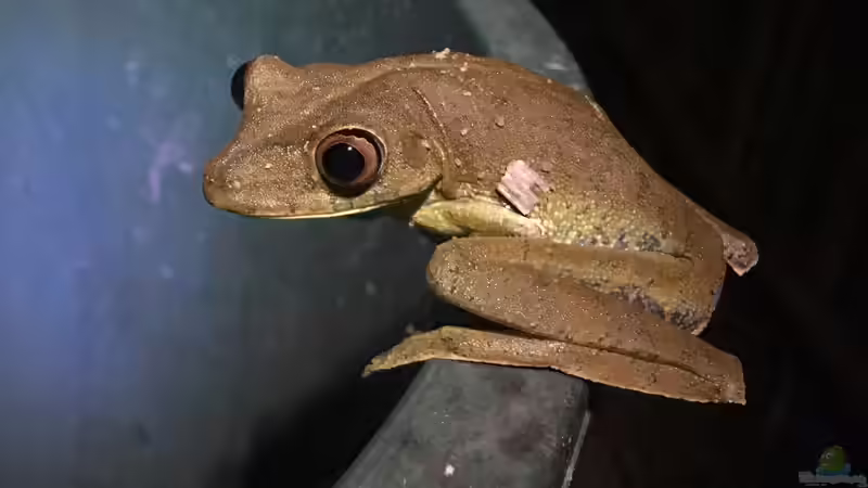 Das macht Bananenfrösche zu beliebten Terrarientieren