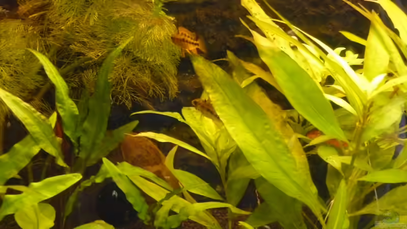 Das Macmasteri-Pärchen von Zwergbuntbarschfan (19)