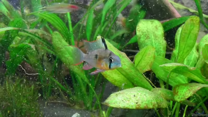 Das Männchen... von Jan S. (28)