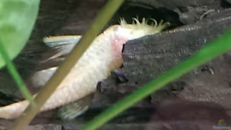 Das Männchen bei der Brutpflege von Ottche (219)