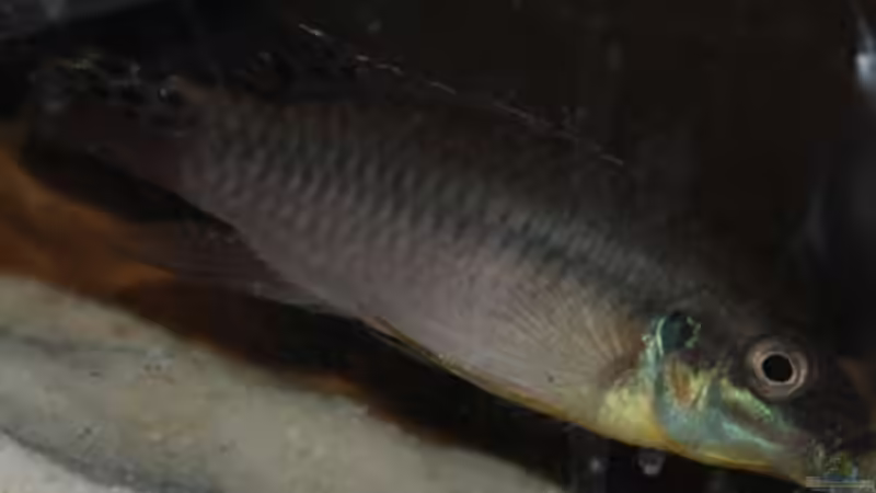 Das Männchen beim Buddeln von Cichlid Power (8)
