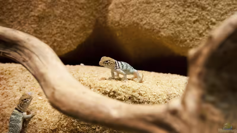 Das Männchen mit 8 Wochen von Hoppe-Terrarienbau (10)