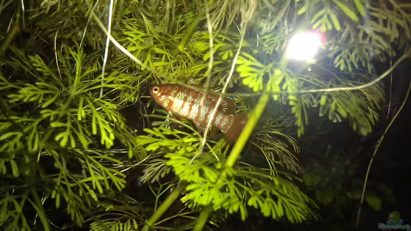 das Männchen mit dem Revier auf der linken Seite von TinaMarie (15)